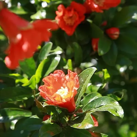 Rota Bed and Breakfast *