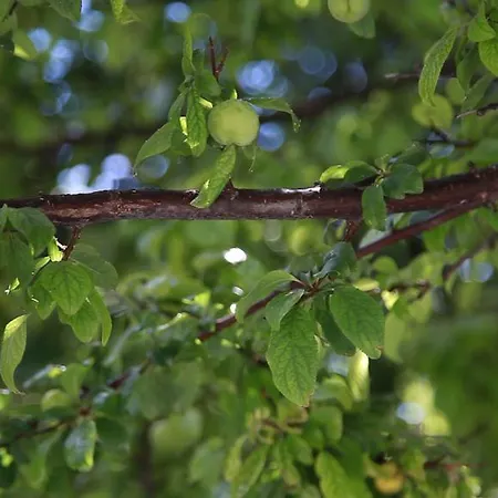 Rota Karaburun (Izmir)