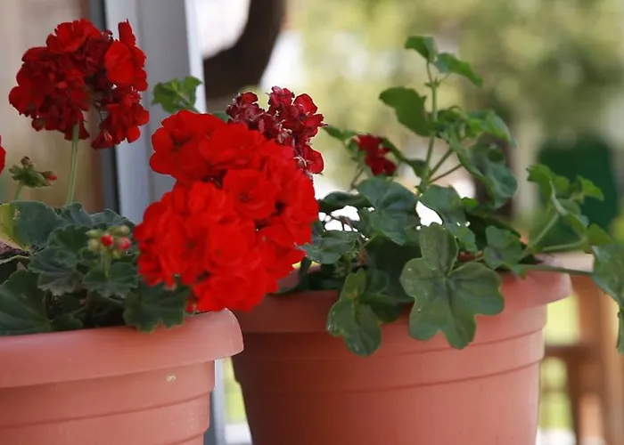 Rota Otel & Restaurant 2*