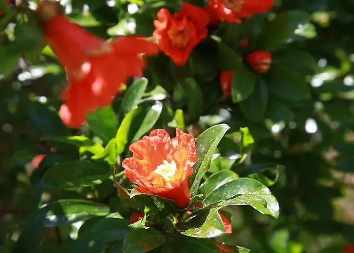 Rota Bed & Breakfast *