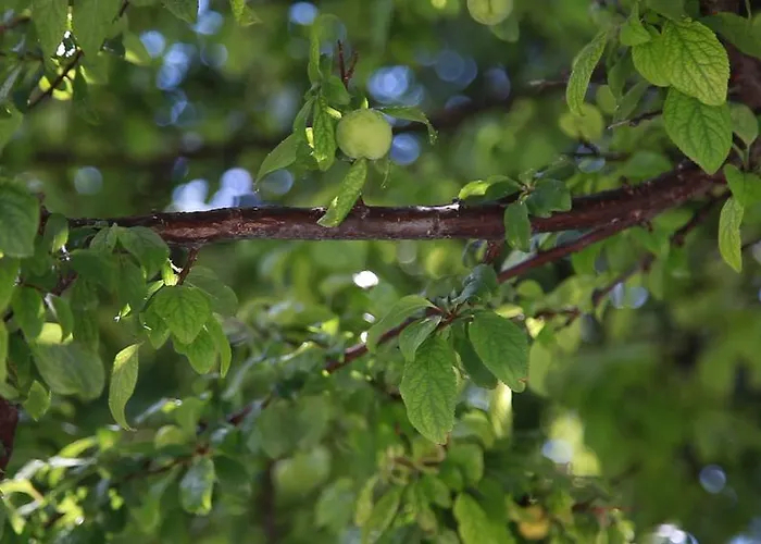 Rota Otel & Restaurant Karaburun (Izmir)