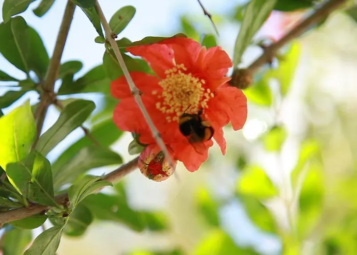 Rota Otel & Restaurant 2* Karaburun (Izmir)